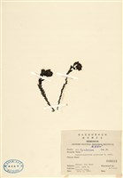 Montropastrum globosum Collection Image, Figure 1, Total 2 Figures